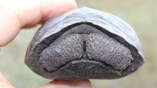 Salvan de la extinción a otra especie de tortuga de las Galápagos